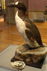 The Great Auk, as rare as cheap 7.62 X 25