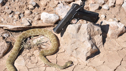Snakes1