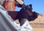 Gun Stories Online: The Ruger 10/22