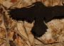 The raven is our symbol