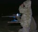 Shooting Gallery: The Survival Trial Shooting Gallery: The Survival Trial