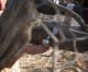 On Shooting Gallery: Long Distance Hunting at FTW Ranch