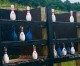 Down Range Radio #575: Bowling Pin Shooting Reincarnated Down Range Radio #575: Bowling Pin Shooting Reincarnated